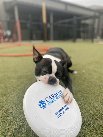 Boston-terrier-with-frisbee-carson-vet