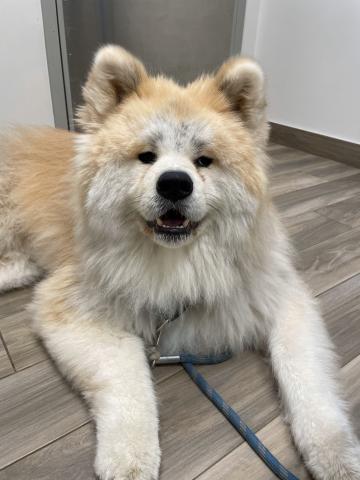 Chow Chow Carson Vet in exam room