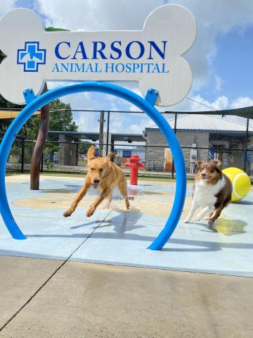 Carson-Animal-Hopsital-Splash-Pad