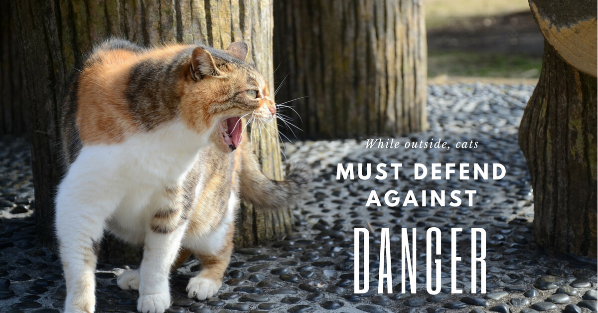 While outside, cats must defend against danger
