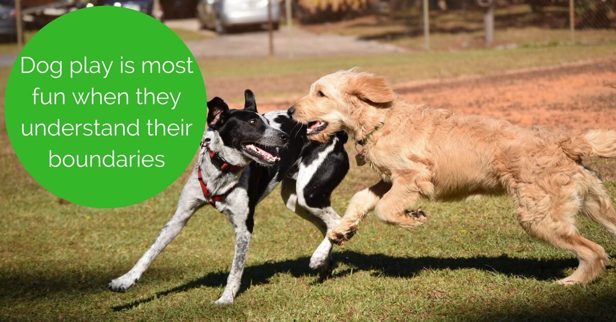 Dog play is most fun when they understand their boundaries