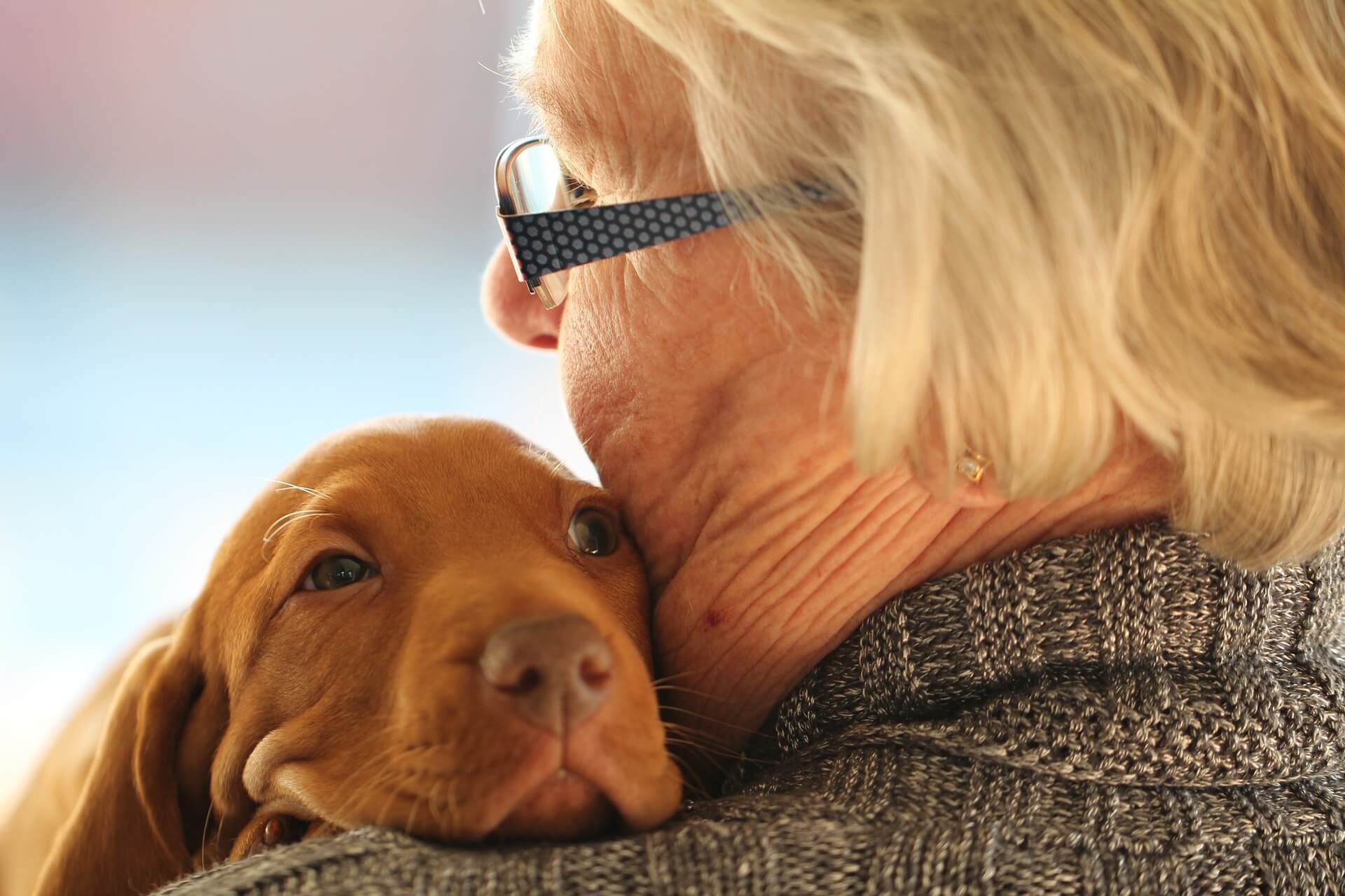 Dogs and reduce stress just through their companionship