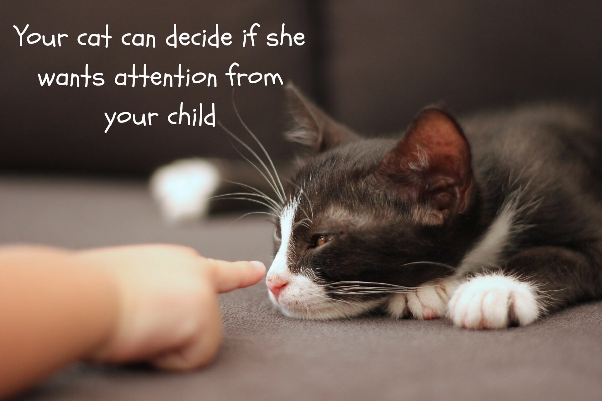 Let the cat decide if attention is OK