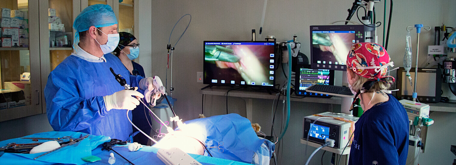 lafayette-lousiana-veterinarians-laparoscopy