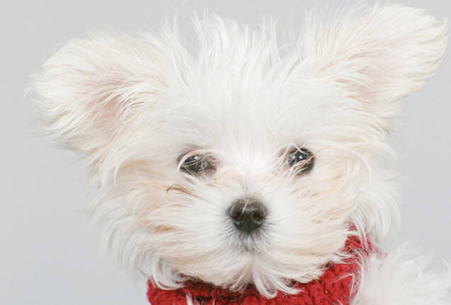 Maltese Dog Breed Info