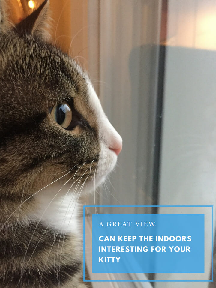 A great view can keep the indoors interesting for your kitty