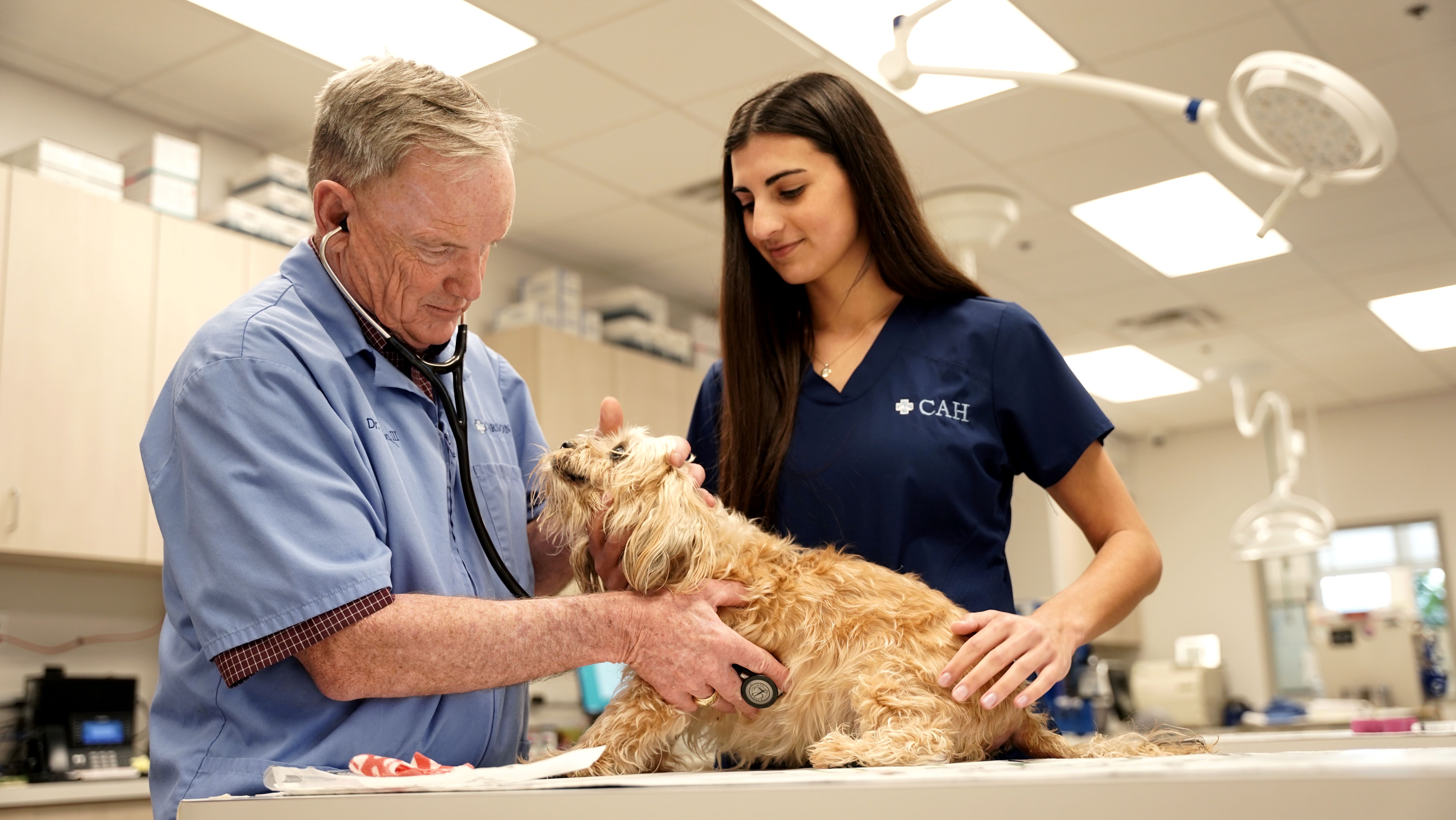 Dog Services at Carson Animal Hospital