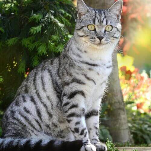 American Shorthair Cat Breed Info