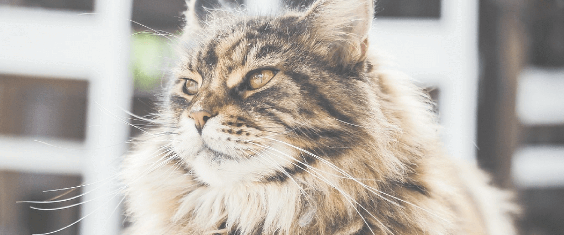 over the counter hairball medicine