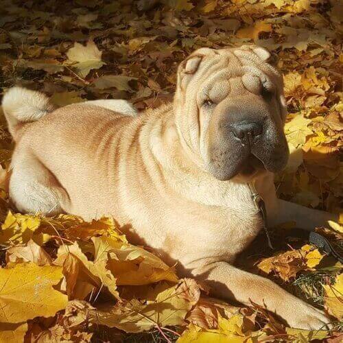 is a shar pei on the dangerous dog list