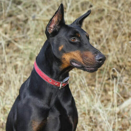 what breeds were usedto make up the doberman