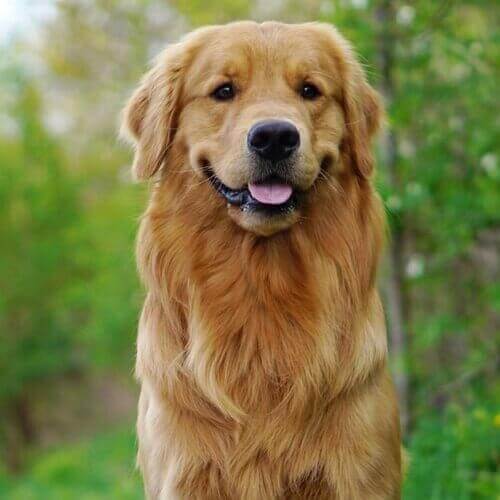 get well soon golden retriever