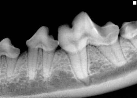 Pet Dentistry