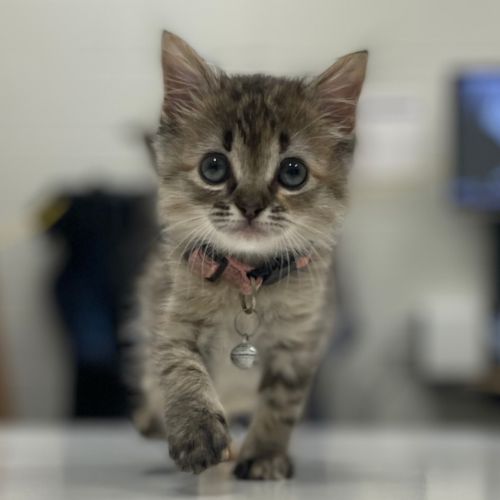 Cute Kitten