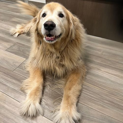 Senior Dog Care at Carson