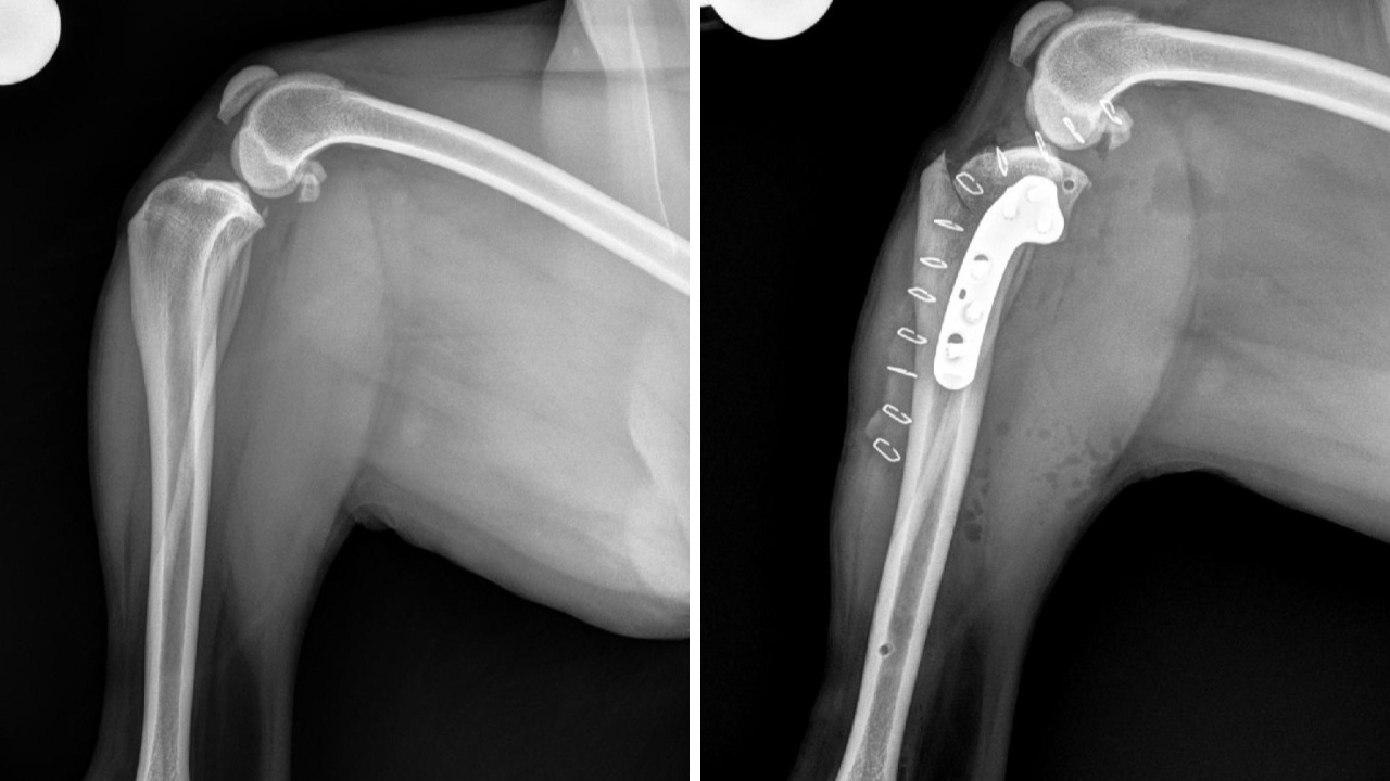 Niko Xrays at Carson Vet