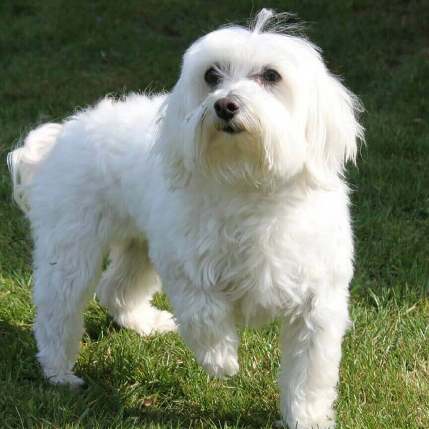 at what age do maltese stop growing