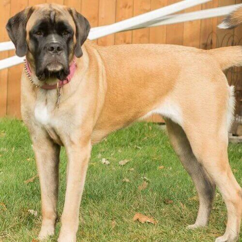 Giant Mixed Breed Dog Breed Info