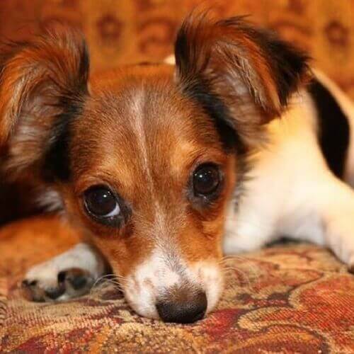 Mini breeds deals