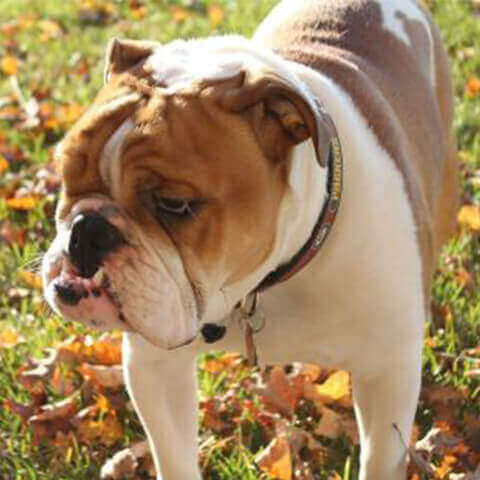 English Bulldog Dog Breed Info