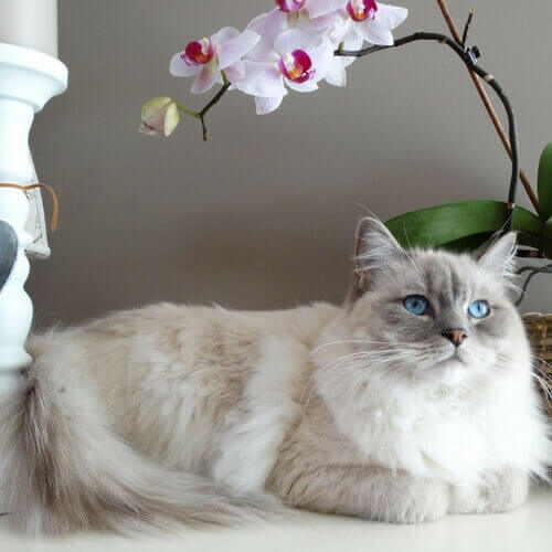 Ragdoll Cat Breed Info