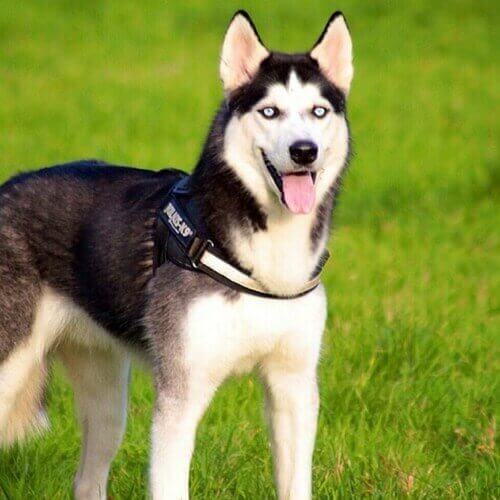 Siberian Husky Dog Breed Info