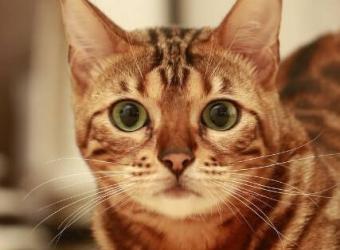 A Cat Owner's Guide to Spaying & Neutering