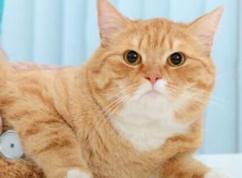 Annual Exams for Cats: Why They’re Just as Important as Dog Checkups