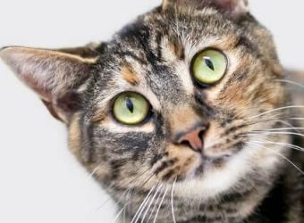 Establishing Truths Regarding Feline Heartworm Disease