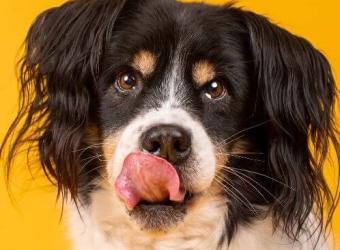 Why Does My Dog Lick So Much? Decoding Dog Licking Behaviors