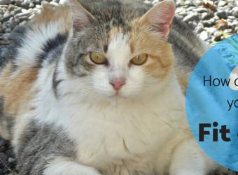 Fit or Fat: Your Pet's Body Condition Score (BCS)