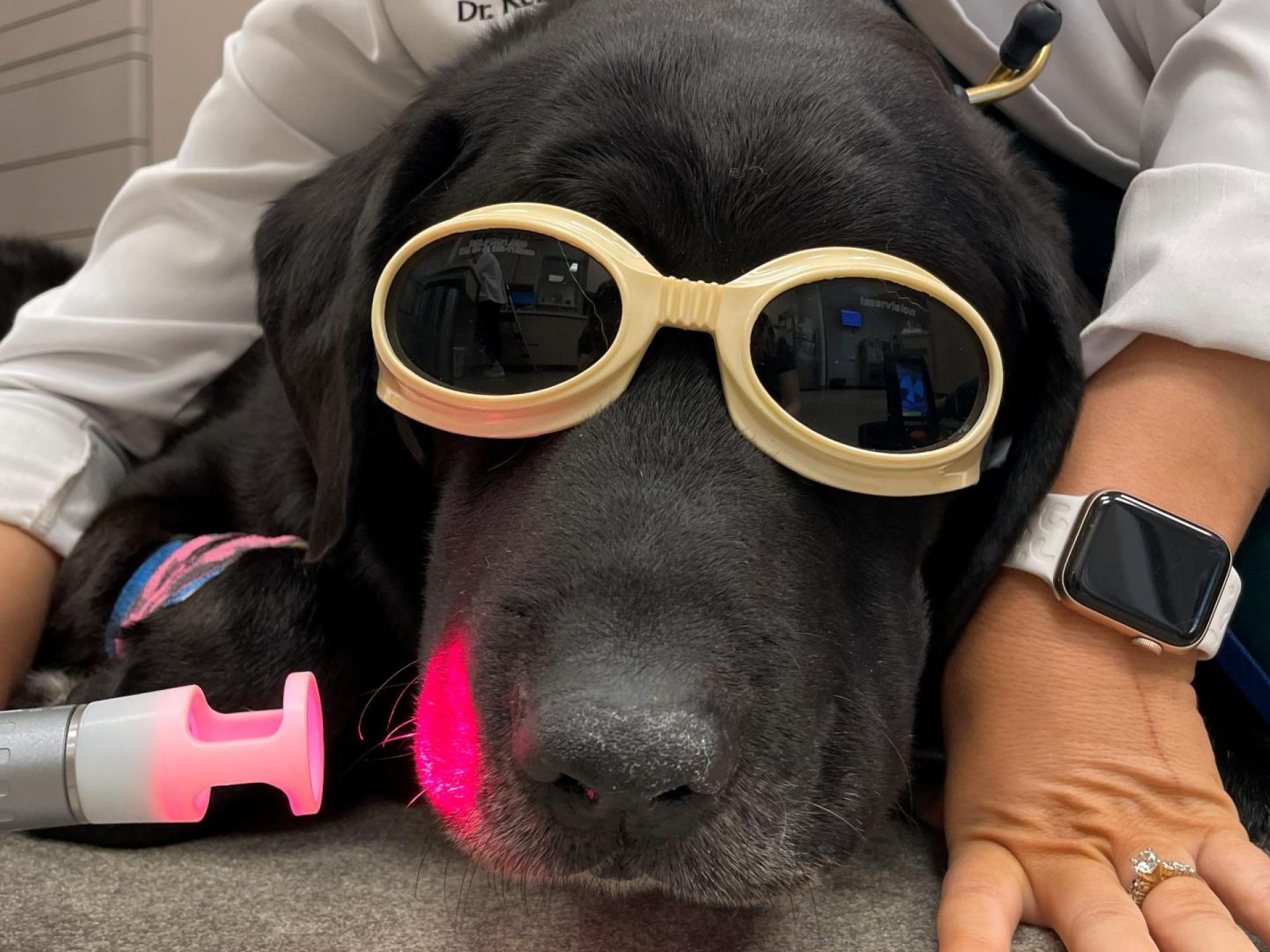 Carson Animal Hospital Laser Therapy, Black Lab Carson Animal Hospital