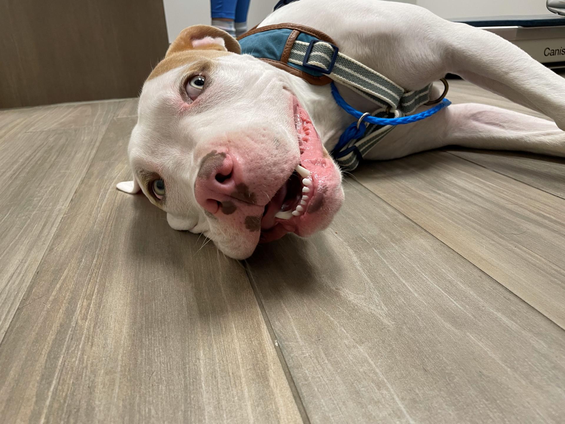 Bulldog, pit, laying on side smiling at camera, Carson Vet Carson