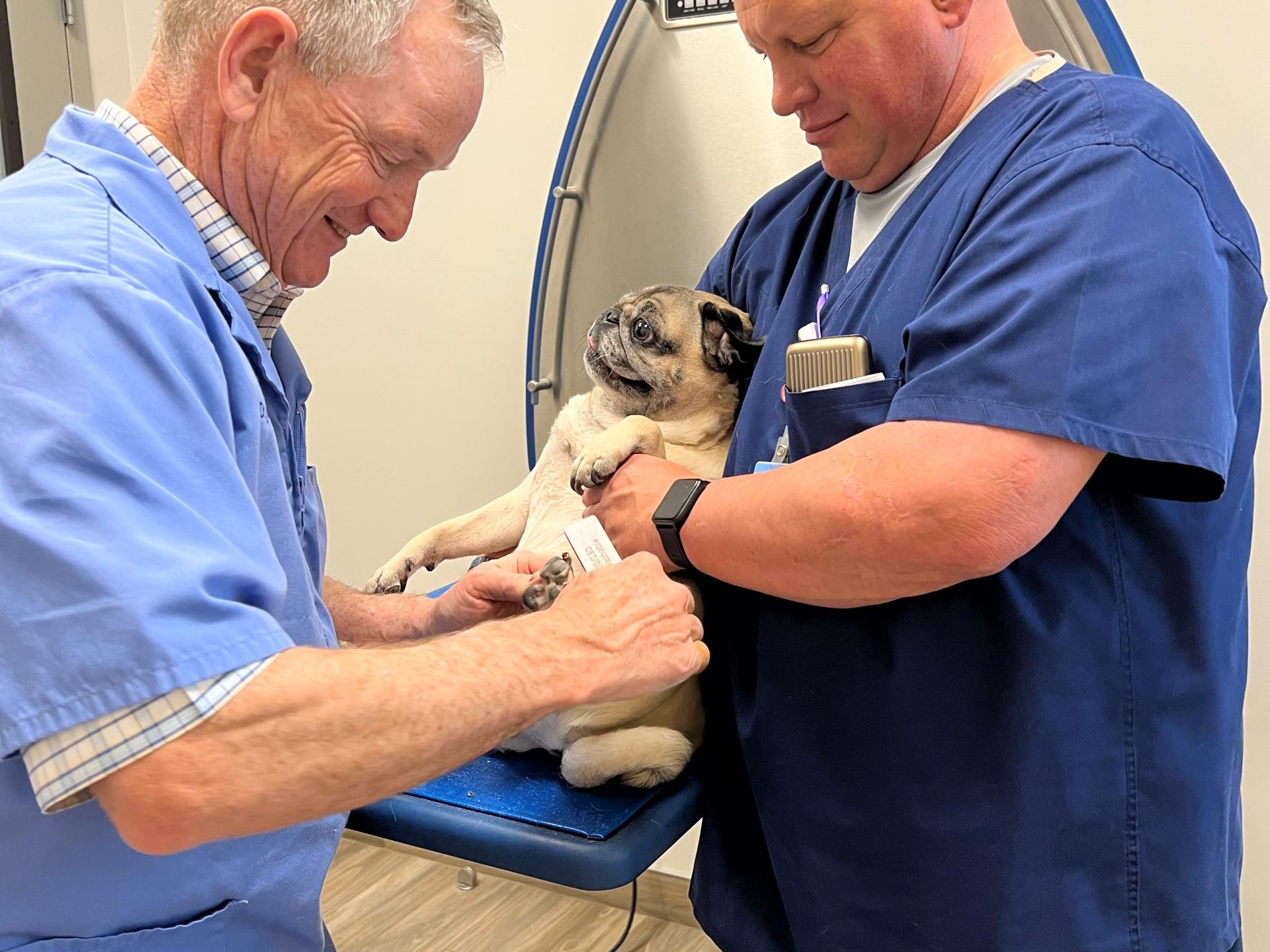 Carson Vet, pug in exam room with DVM. Carson Animal Hospital