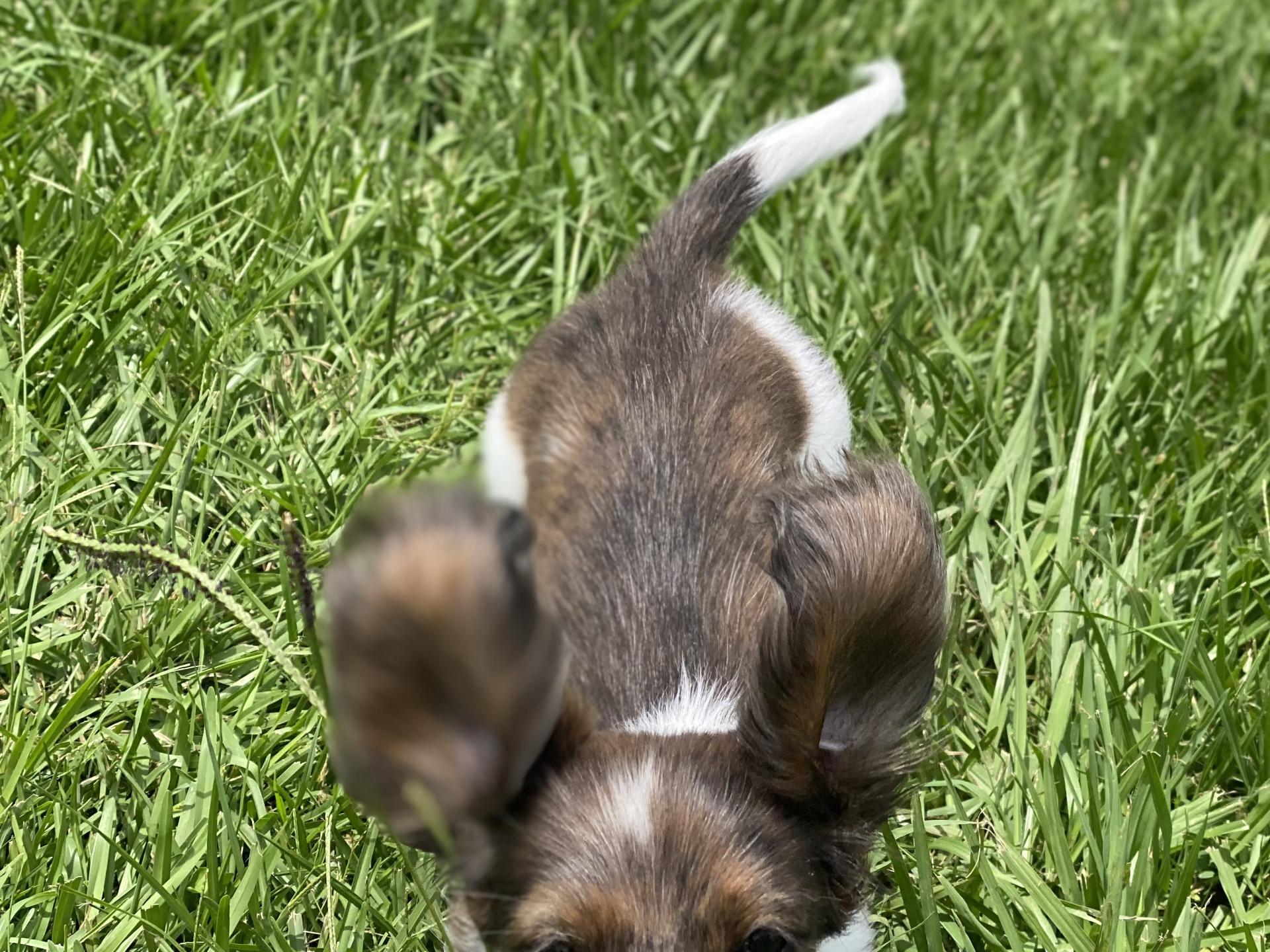 Puppy Carson Animal Hospital