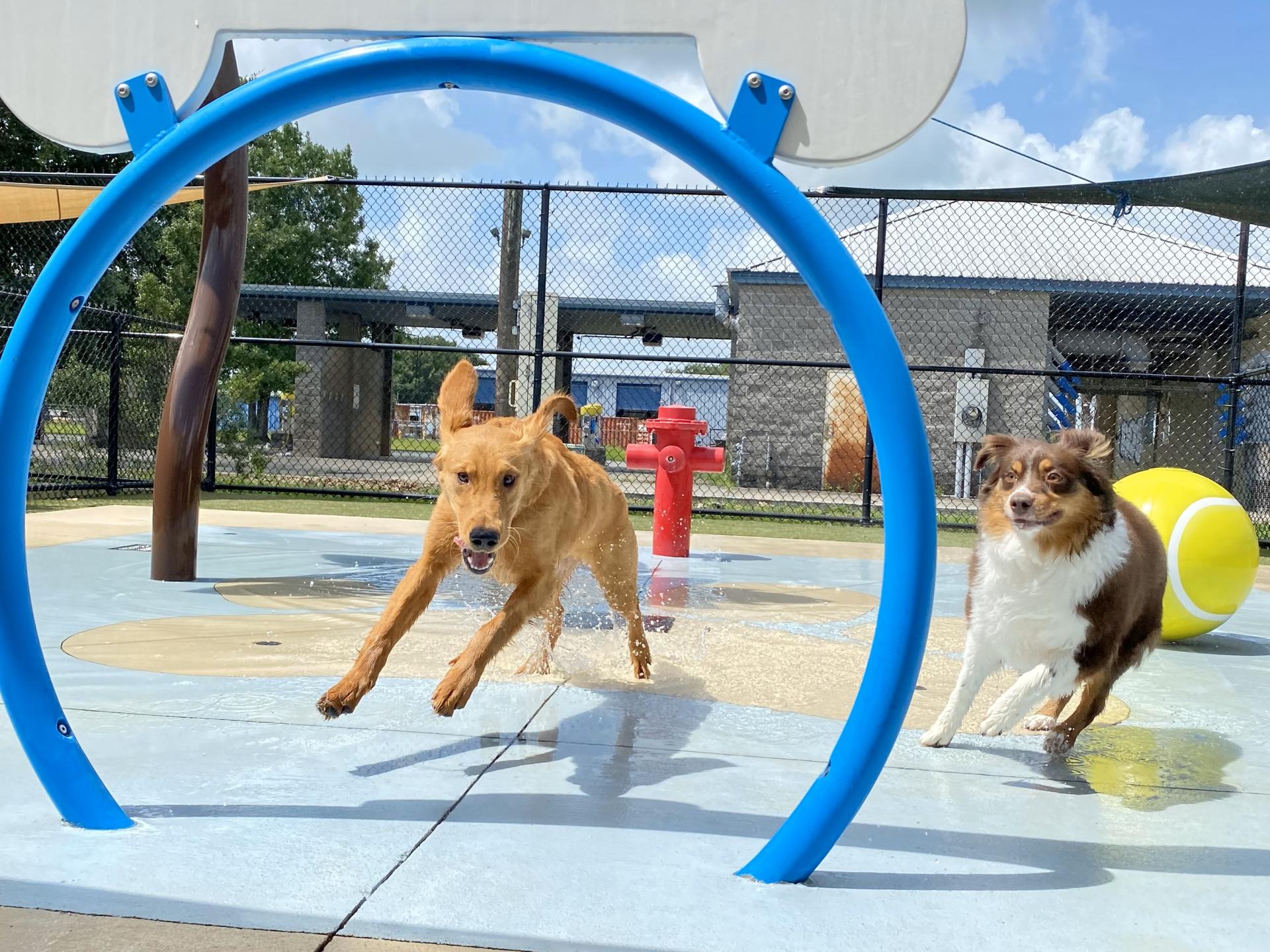 Carson-Animal-Hopsital-Splash-Pad
